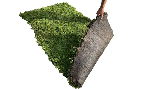 Papis végétalisés pour toiture et murs. Arras, Lens, Douai, Cambrai - Lille